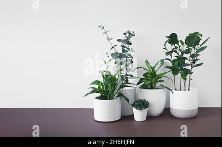 Verschiedene Jungpflanzen - Spathiphyllum, Eukalyptus gunnii, Callisia, Dieffenbachia oder dumme Rohrpflanze und Camellia sinensis in weißen Blumentöpfen, Stockfoto