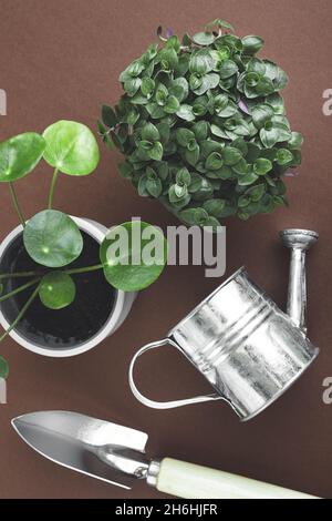 Mini-Pflanzen - junge pilea und callisia auf einem dunklen Hintergrund mit Gartengeräten, Verbindung mit der Natur und Home-Gartenkonzept, Draufsicht Stockfoto