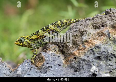 Johnston's Chameleon -Trioceros johnstoni, wunderschöne farbige Eidechse aus afrikanischen Wäldern und Sträuchern, Bwindi, Uganda. Stockfoto