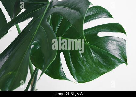 Grüne tropische Blätter von Monstera deliciosa oder Schweizer Käsepflanze aus der Nähe auf dem hellen Hintergrund, natürlicher Hintergrund, Minimalismus und urbaner Dschungel CO Stockfoto