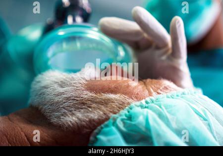 Verfahren der Anästhesie für die Operation an den Patienten im Operationssaal. Stockfoto