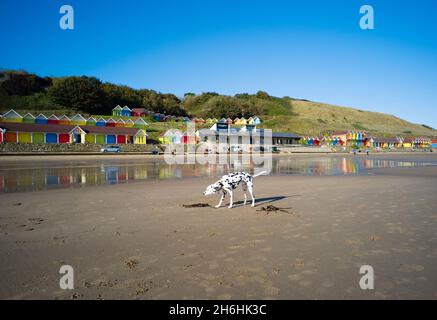 Ein Dalmatiner-Hund am sandigen North Sands in Scarborough, North Yorkshire, mit farbenprächtigen Strandhütten im Hintergrund Stockfoto