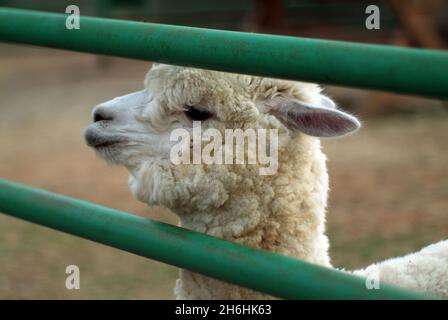 Weiße Lamas hinter dem Zaun im Zoo, im Sommer Stockfoto