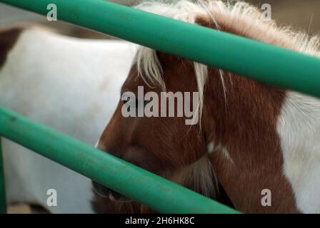 Zotteliges braunes Pony im Zoo, im Sommer Stockfoto