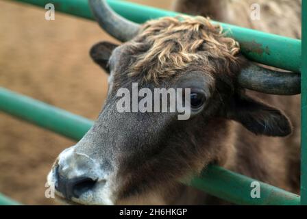 Zottelige Bergkühe im Zoo, im Sommer Stockfoto