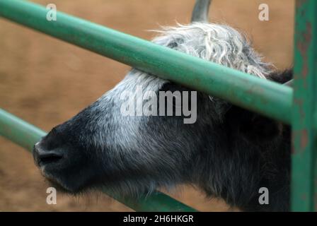 Zottelige Bergkühe im Zoo, im Sommer Stockfoto