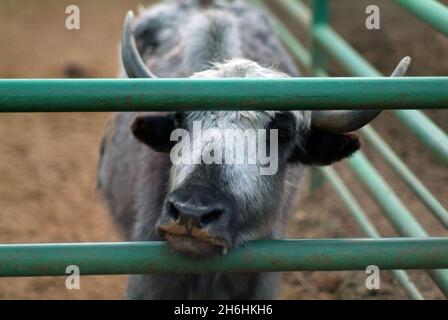 Zottelige Bergkühe im Zoo, im Sommer Stockfoto