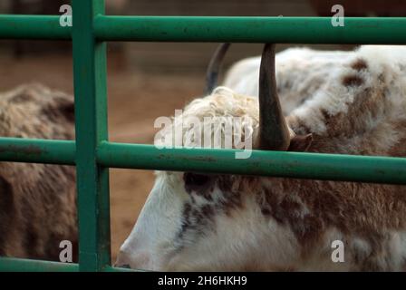 Zottelige Bergkühe im Zoo, im Sommer Stockfoto