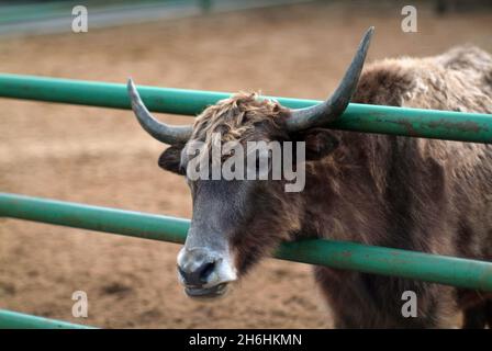 Zottelige Bergkühe im Zoo, im Sommer Stockfoto