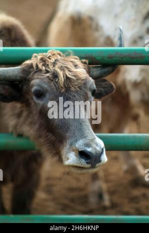 Zottelige Bergkühe im Zoo, im Sommer Stockfoto