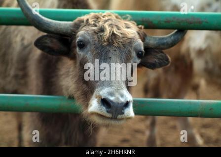 Zottelige Bergkühe im Zoo, im Sommer Stockfoto