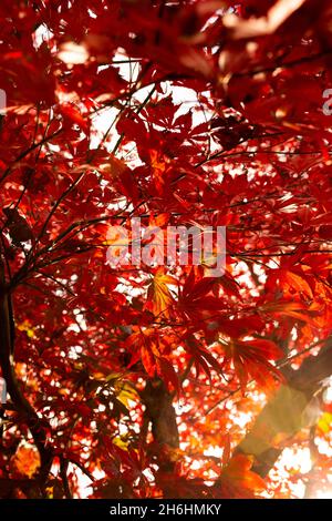 Acer, japanischer Ahorn, Blätter auf einem Baum im Herbst. Mit niedrigem Sonnenlicht, das durch den Baum scheint. Stockfoto