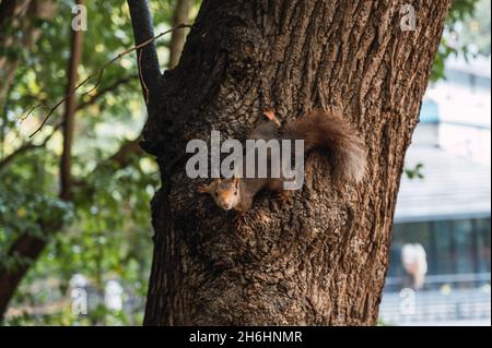 Rotes Eichhörnchen klettert einen Baumstamm hinunter und schaut auf die Kamera. Sciurus vulgaris. Campo Grande, Valladolid Spanien.