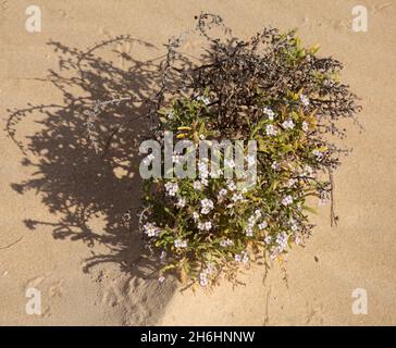 Flora von Fuerteventura - Cakile maritima oder Serakete Blüte in den Dünen natürlichen Makro-floralen Hintergrund Stockfoto