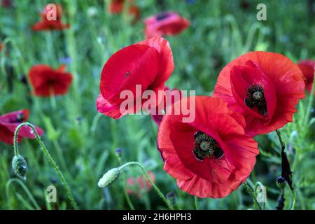Eine Nahaufnahme von rotem Mohn auf einem Mohnfeld in Creaton in der Landschaft von Northamptonshire. Stockfoto