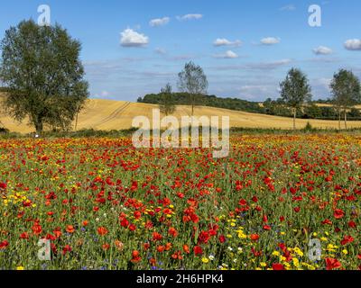 Ein wunderschönes Feld mit bunten wilden Blumen in Creaton in der Landschaft von Northamptonshire. Stockfoto