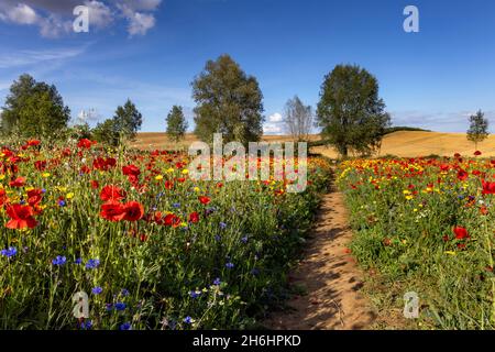 Ein wunderschönes Feld mit bunten wilden Blumen in Creaton in der Landschaft von Northamptonshire. Stockfoto