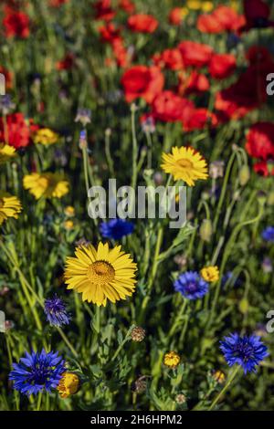 Bunte Wildblumen in Creaton auf einer Wildblumenwiese in Creaton in der Landschaft von Northamptonshire. Stockfoto