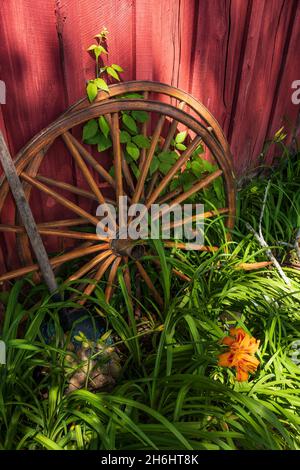 Zwei alte Waggonräder aus Holz ruhen auf der Seite einer Scheune, die rot mit Lilien und anderen Unkräutern umraht ist. Stockfoto