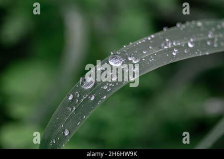 Regenzeit, Wassertropfen auf dem Blatt, Natur im Hintergrund, Makroaufnahme Stockfoto