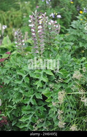 Bärenbrech (Acanthus mollis) blüht im Juli in einem Garten Stockfoto