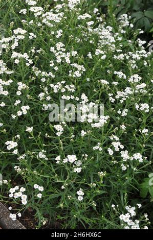 Sneezewort (Achillea ptarmica) Perrys White blüht im Juli in einem Garten Stockfoto