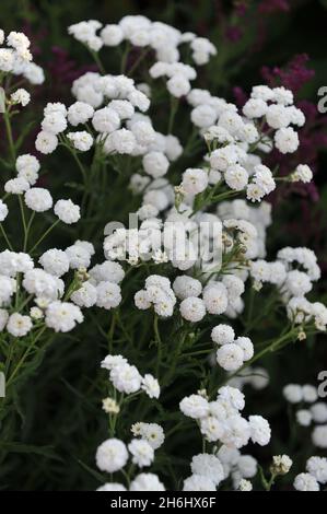 Sneezewort (Achillea ptarmica) Perrys White blüht im Juli in einem Garten Stockfoto