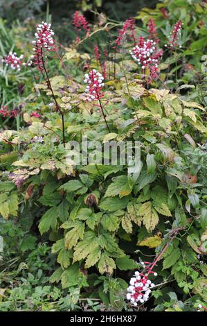 Die weiße Baneberry (Actaea pachypoda) trägt im September im Garten schwarze Früchte Stockfoto