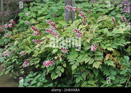 Die weiße Baneberry (Actaea pachypoda) trägt im September im Garten schwarze Früchte Stockfoto