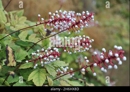 Die weiße Baneberry (Actaea pachypoda) trägt im September im Garten schwarze Früchte Stockfoto