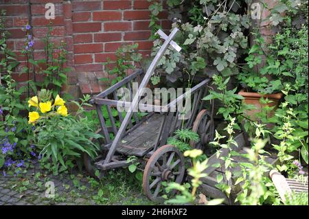 Holzwagen mit vier Rädern in einem Garten mit blühender gemeiner Nachtkerze (Oenothera biennis) und Glockenblume (Campanula) im Juli Stockfoto