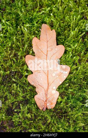 Symbol Foto Herbst, Eichenblatt auf Moos Stockfoto