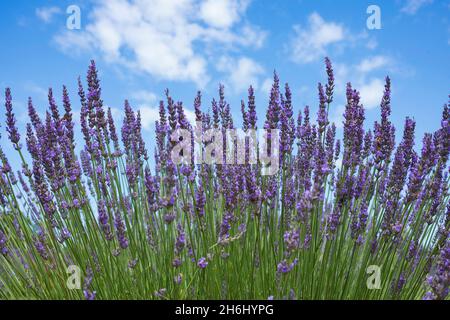 Lavendel, eine blühende Pflanze aus der Familie der Minzen, wächst an einem Sommertag auf einem Feld, fotografiert von Grund auf mit dem Himmel im Hintergrund Stockfoto