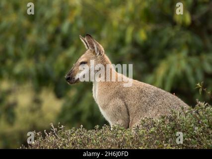 Profil eines wilden, wachsamen männlichen rothalsigen Wallabys (Macropus rufogriseus) im Blumenbeet im Garten, Queensland, Australien. Stockfoto