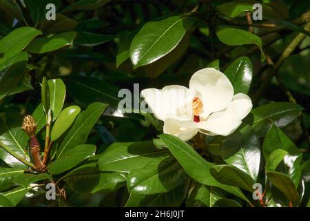 Weiße Magnolia Graniflora blüht in voller Blüte im Sommersonnenschein Stockfoto