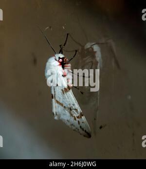 Australian Light Ermine oder Dark-Spotted Tiger Moth (Spilosoma canescens) am Fenster. Weiß und pelzigen mit braunen und roten Markierungen. Queensland, Frühling. Stockfoto