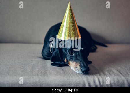 Niedlicher Hund im Partyhut. Alles gute zum Geburtstag. Schwarz-braunes Dackel-Porträt feiert ein neues Jahr. Stockfoto