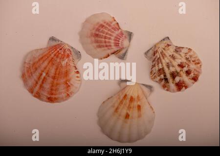 Mehrere Muscheln auf weißem Hintergrund, nicht isoliert, Nahaufnahme, selektiver Fokus Stockfoto