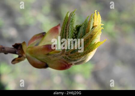 Knospen auf einem Baum vor einem Waldhintergrund. Junge grüne Blätter in Nahaufnahme in einer natürlichen Umgebung. Schöne Waldlandschaft des Frühlings. Stockfoto