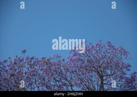 Lila Dunst von jacarada (Jacaranda mimosifolia) Blüte der Baumspitze gegen einen blauen Himmel. Frühlingstag, Queensland, Australien. Platz kopieren, Hintergrund. Stockfoto