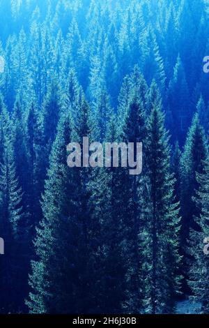 Hinterleuchtete Fichtenplatten auf einem Waldhang in alpiner Umgebung. Naturschutz, Forstwirtschaft, Nachhaltigkeit, Klimawandel und Umweltkonzepte Stockfoto