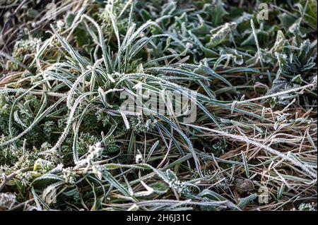 Draufsicht auf lange Stiele aus grünem Gras, bedeckt mit weißem Frost. Stockfoto