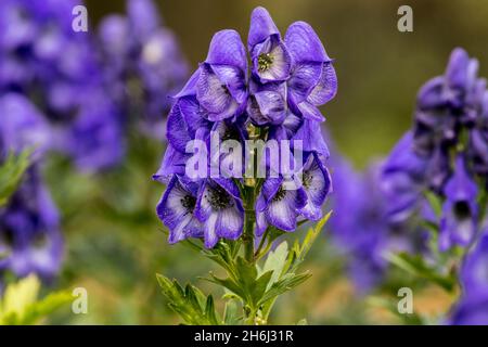 Blaue Blüten des Monkholzes Aconitum carmichaelii var. wilsonii Stockfoto