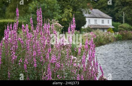 Purple Loosestrife wächst an einem Teich in Südengland Stockfoto