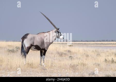 Gemsbok Oryx (Oryx gazella) steht in der Savanne. Etosha Nationalpark, Namibia Stockfoto