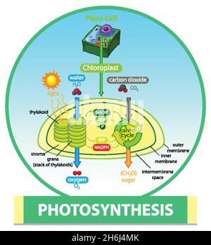 Diagramm zeigt den Prozess der Photosynthese in Pflanzendarstellung Stock Vektor