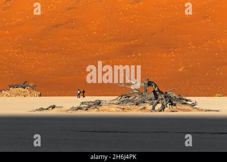 3 Touristen, Reisende, die auf einer weißen Tonpfanne hinter einer orangefarbenen Düne vor einem toten Baum spazieren. Deadvlei, Sossusvlei, Namibia, Afrika Stockfoto