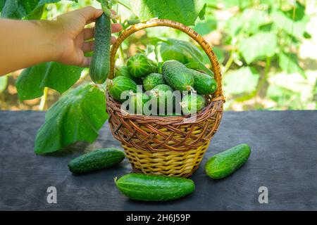 Weibliche Hand, die eine reife Gurke auf der Weinrebe in der Nähe eines Korbkorbes voller frisch gepflückter Früchte hält. Ökologischer Landbau zu Hause. Stockfoto