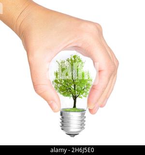 Nahaufnahme einer Hand, die eine Glühbirne mit einem grünen Baum im Inneren hält, isoliert auf Weiß. Nachhaltiges Energiekonzept. Stockfoto