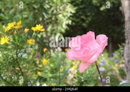 Flores coloridas en primavera. Stockfoto